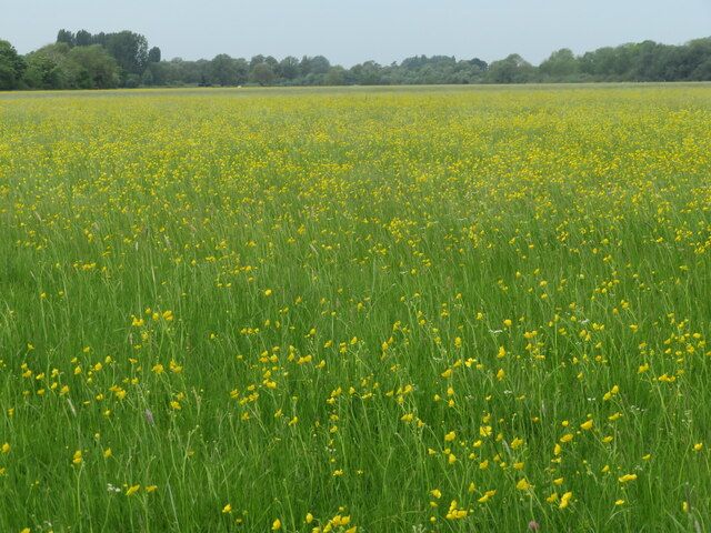 A beautiful view across a flower strewn meadow 